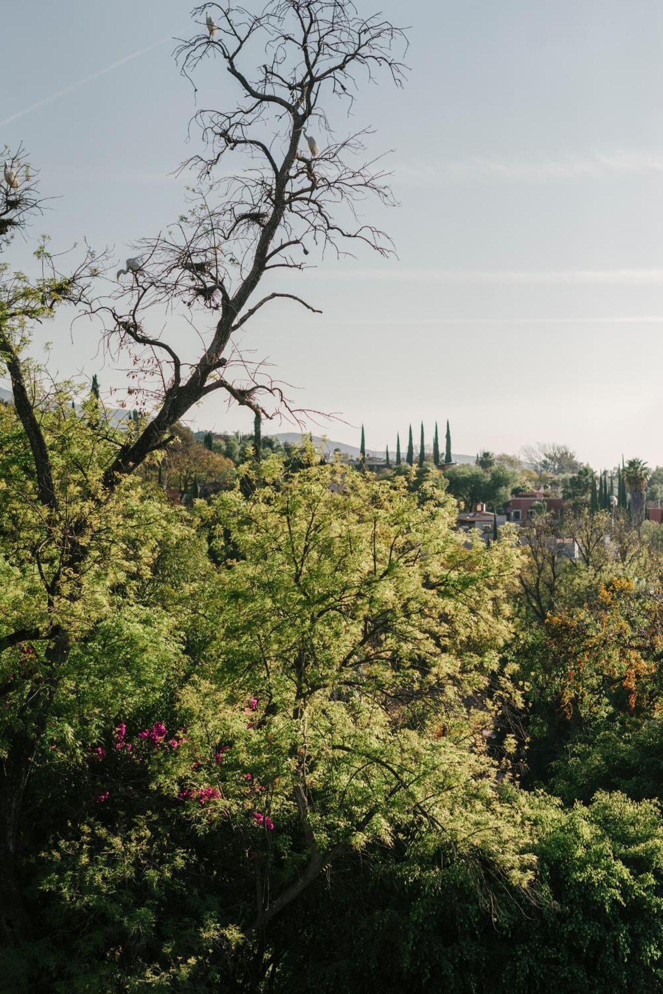 Hotel Apapacho Boutique San Miguel de Allende Bagian luar foto